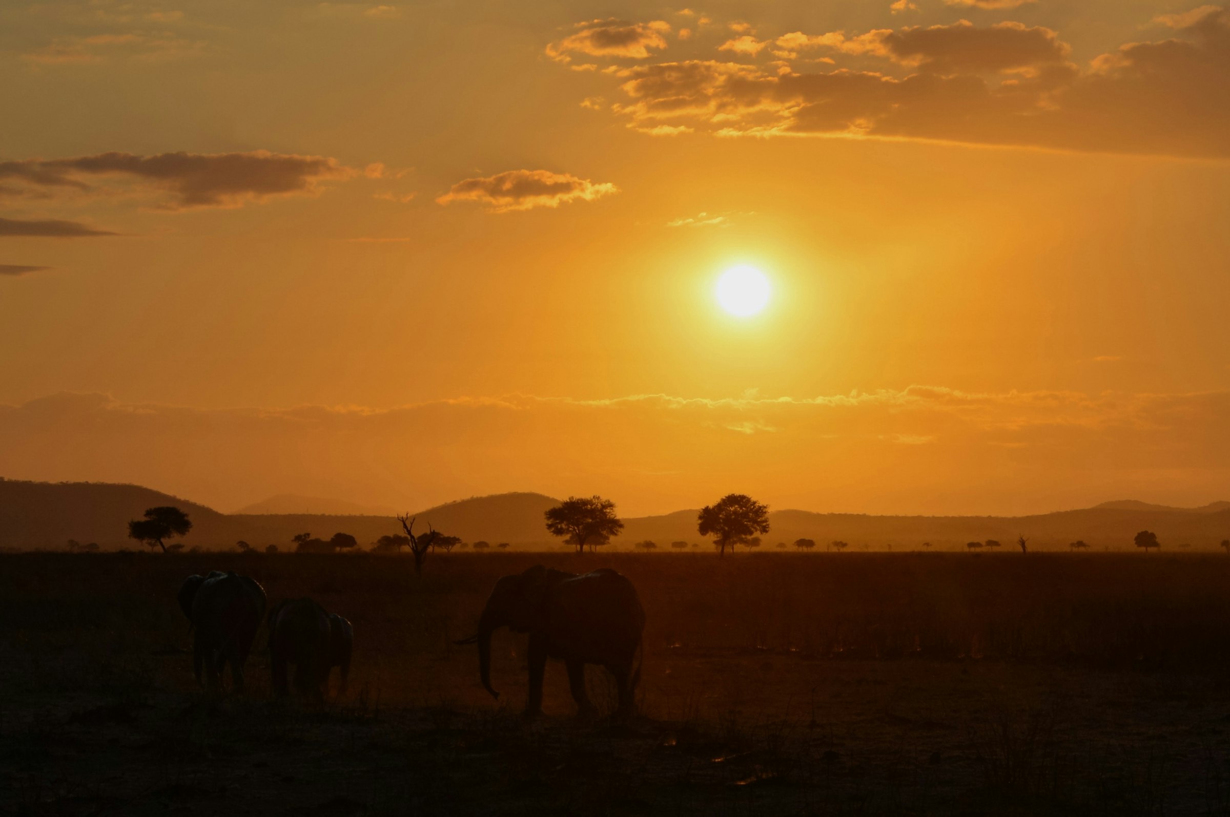 Elephants crossing the savanna at golden hour near Arusha, Tanzania